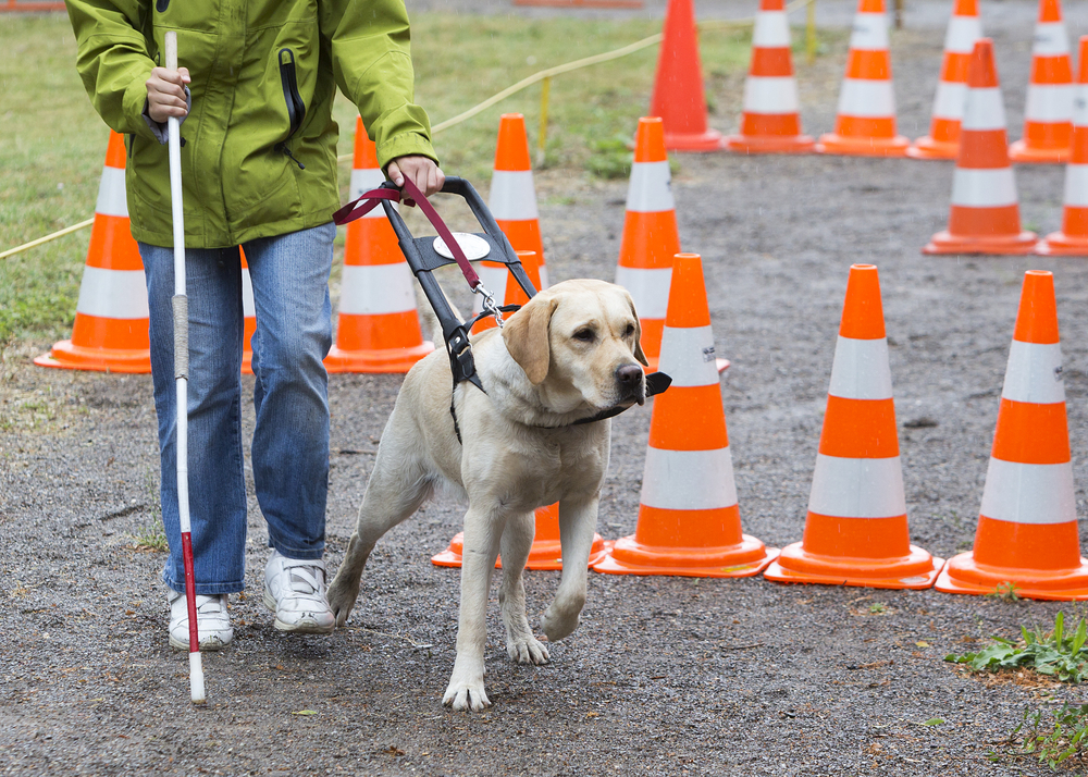 assistance animals